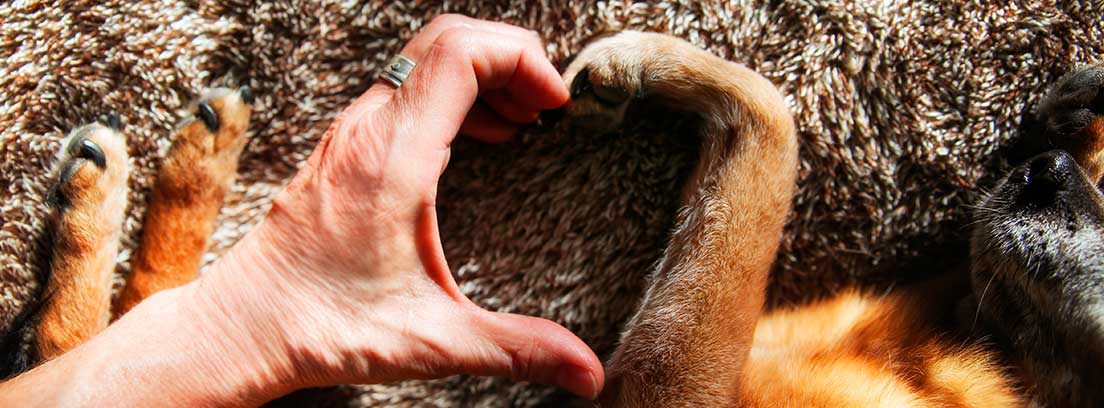 La mano de una mujer y la pata de un perro pequeño marrón y negro realizan la forma de un corazón