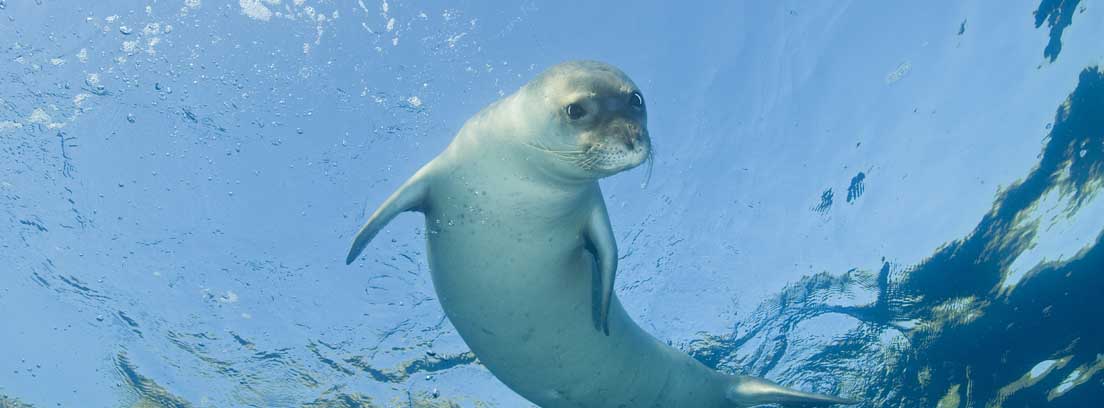 foca monje del Mediterráneo, una especie en peligro de extinción