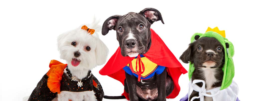 Halloween para mascotas: los mejores disfraces para tu perro