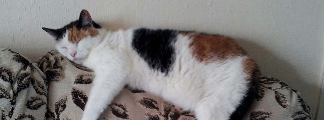 gato blanco, negro y marrón durmiendo sobre el respaldo de un sofá