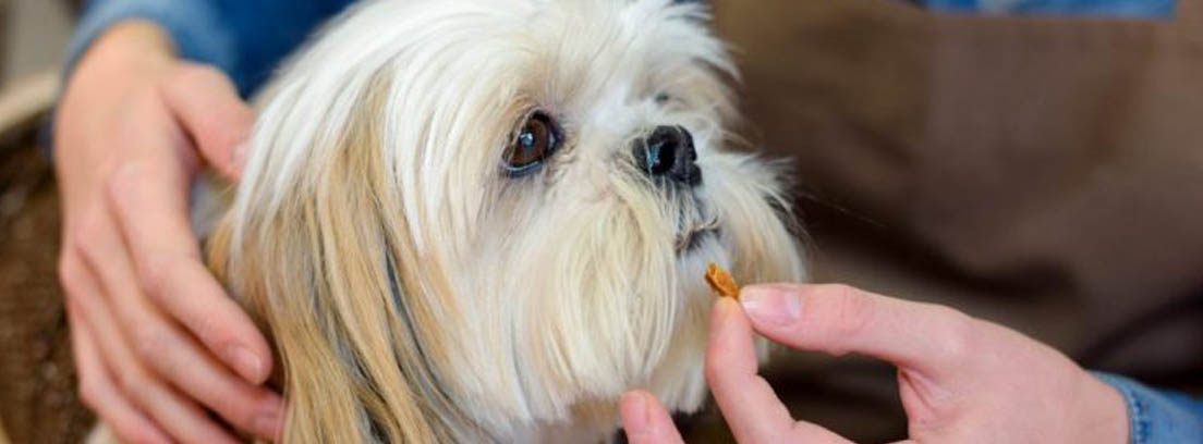 Manos metiendo una pastilla en la boca de un perro
