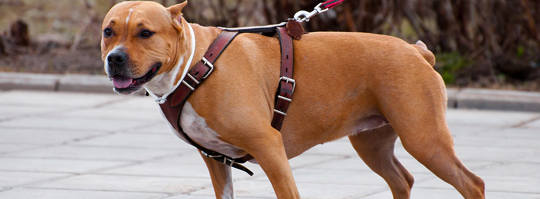 Un American Staffordshire Terrier con un arnés para perros anti tirones