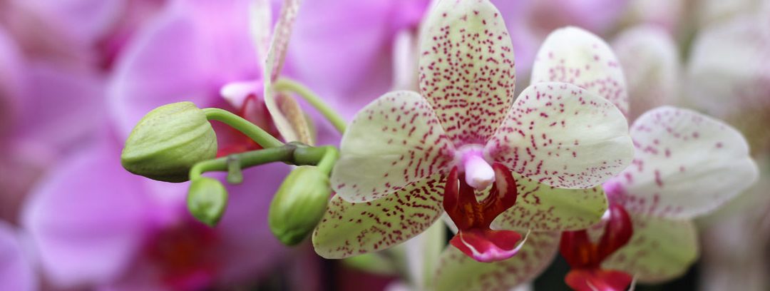Cuidado de orquídeas cuando se caen las flores