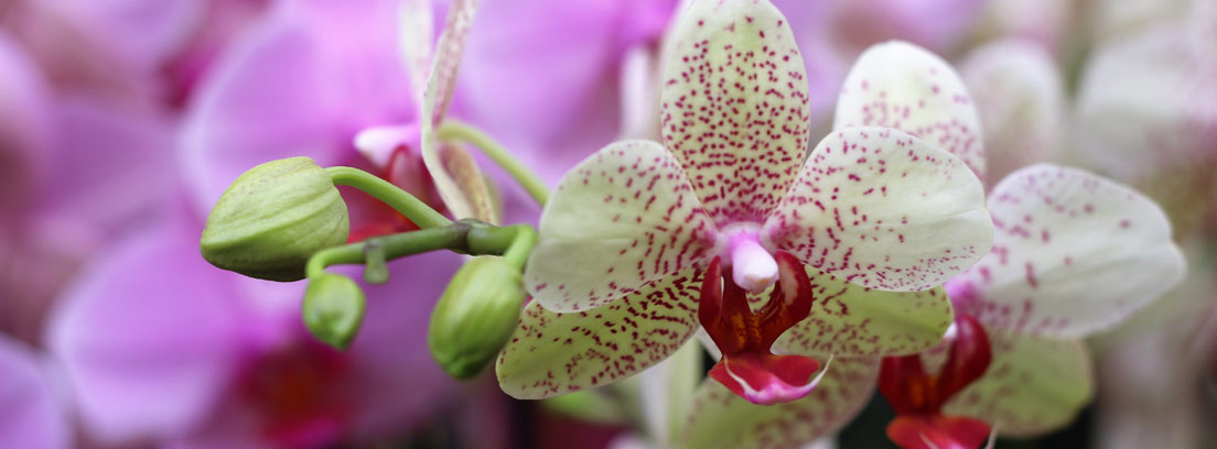 Cuidado de orquideas cuando se caen las flores - canalHOGAR