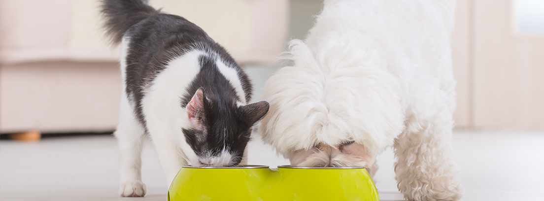 perro y gato comiendo del mismo comedero
