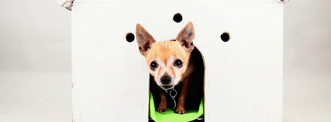 Casas de diseño para perros: dónde conseguirlas y cuáles tienen más atractivos