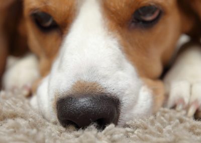 Perro con hocico sobre alfombra de olfato