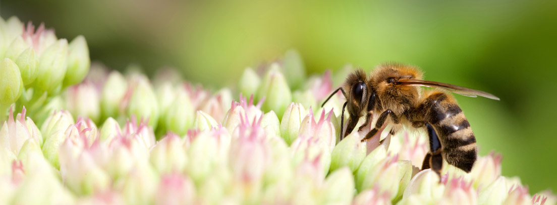 Plantas que evitan la extinción de las abejas