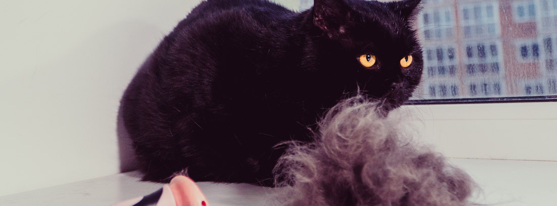 Gato negro con un cepillo y un montón de pelo a su lado