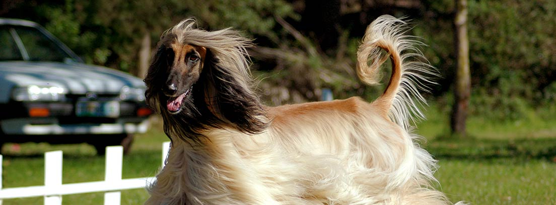 Lebrel o galgo afgano: ¿es tu perro ideal?