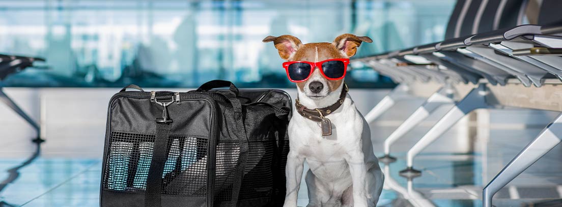Perro con gafas de sol junto a trasportín en sala de espera aeropuerto