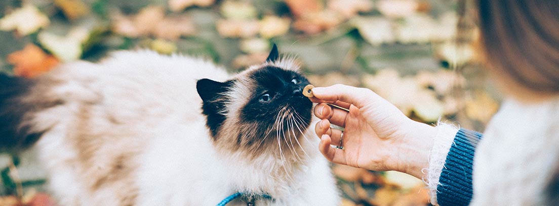 10 alimentos prohibidos que no pueden comer los gatos