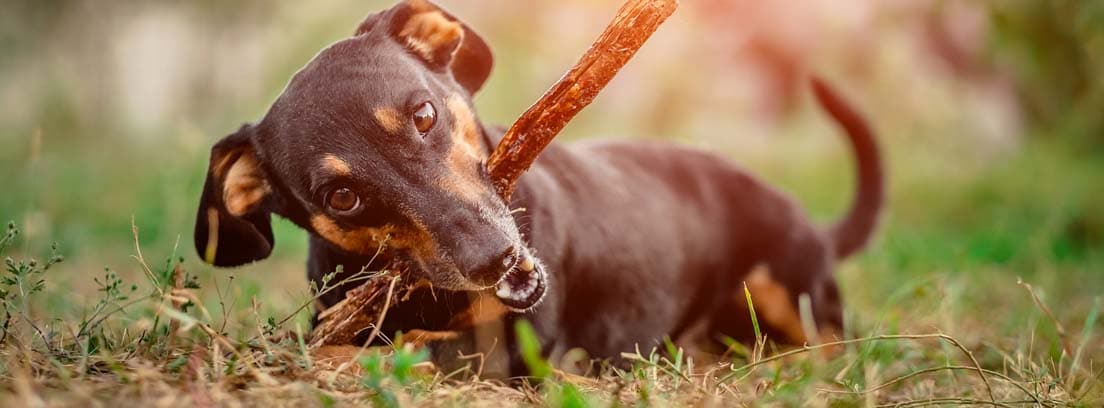 Perro de raza Teckel de color marrón oscuro sobre el césped jugando con un palo de madera