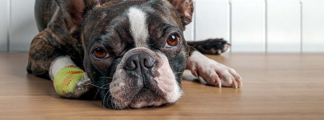 Perro de raza Boston Terrier tumbado en el suelo y con la pata vendada