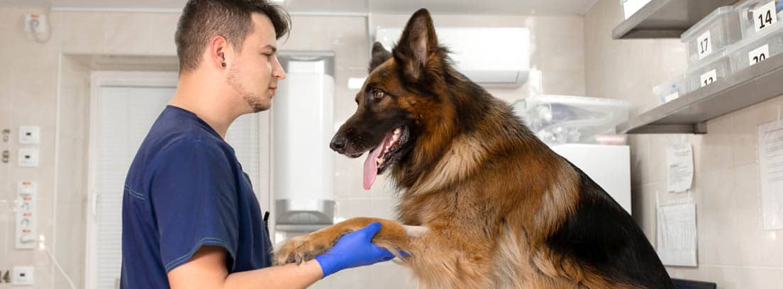 Perro de raza Pastor Alemán en la consulta del veterinario, dándole la pata