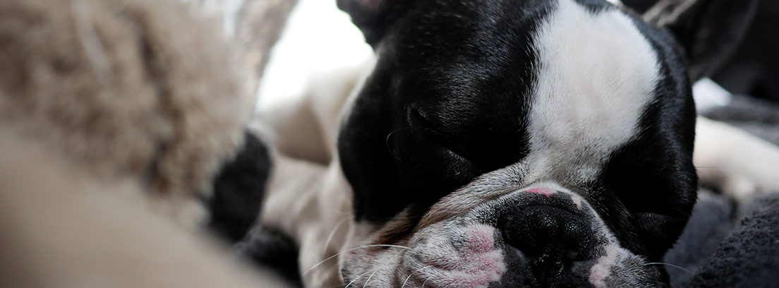 Perro blanco y negro tumbado y con los ojos cerrados.
