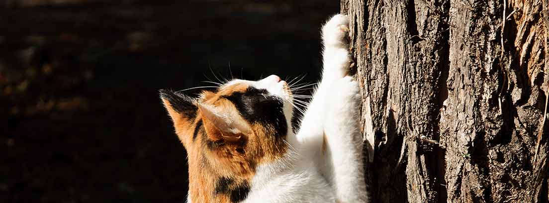 Cómo evitar los arañazos de tu gato con uñas postizas