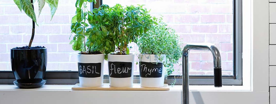 Las plantas más útiles y fáciles de mantener en la cocina