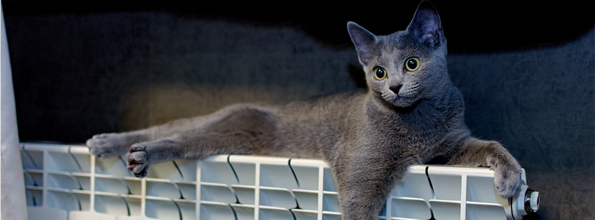 Gato azul ruso tumbado sobre un calefactor