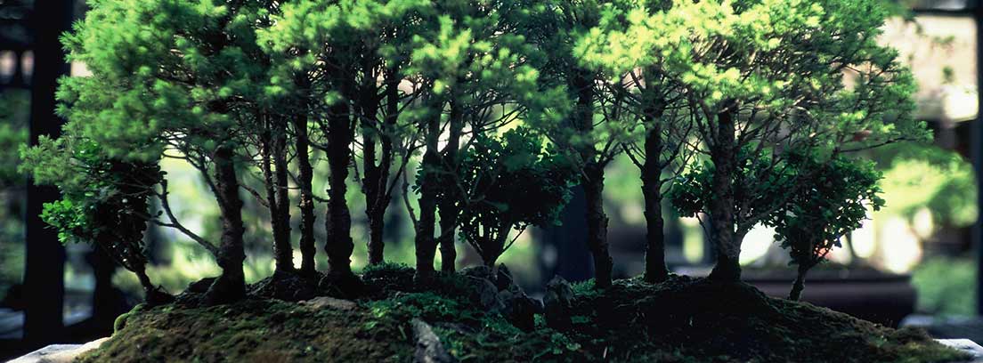 Bosque de árboles en bandeja compuesto por diferentes bosáis.