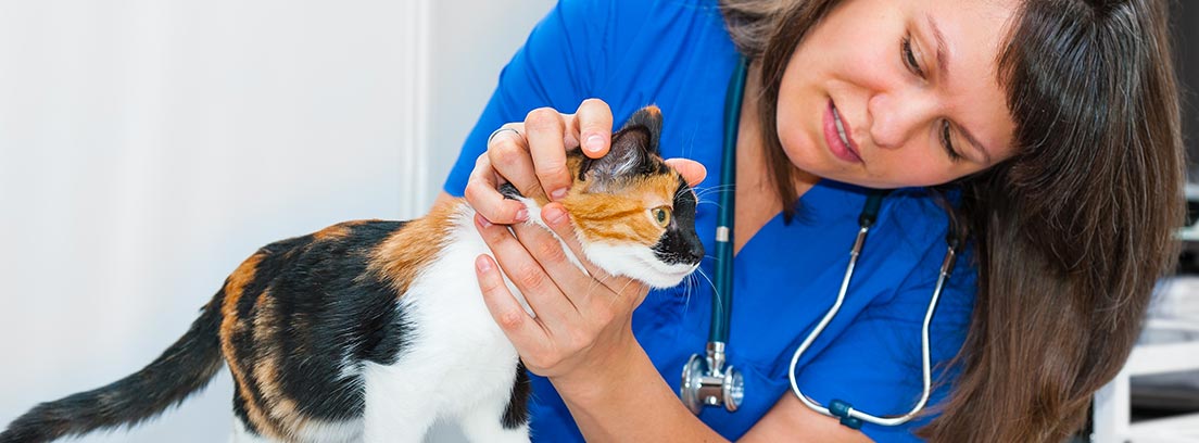 Veterinaria examinando los ojos de un gato pardo
