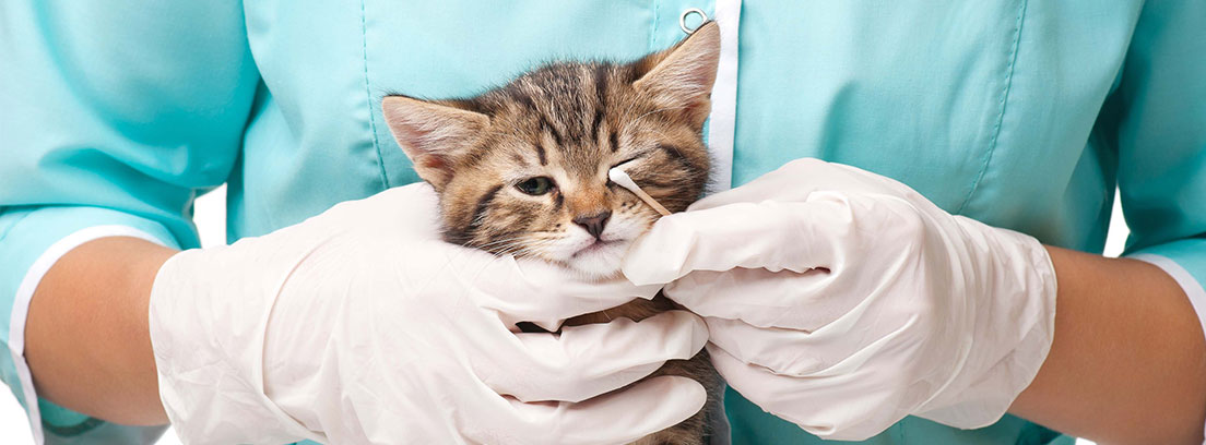 Gato en el veterinario con un bastoncito de algodón en su ojo