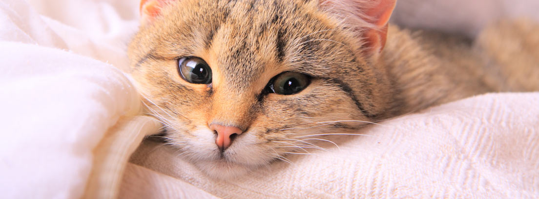 primer plano de gato atigrado tumbado sobre una mantita de lana rosa.