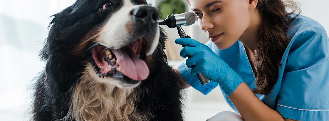 Perro de raza terranova es auscultado por una veterinaria