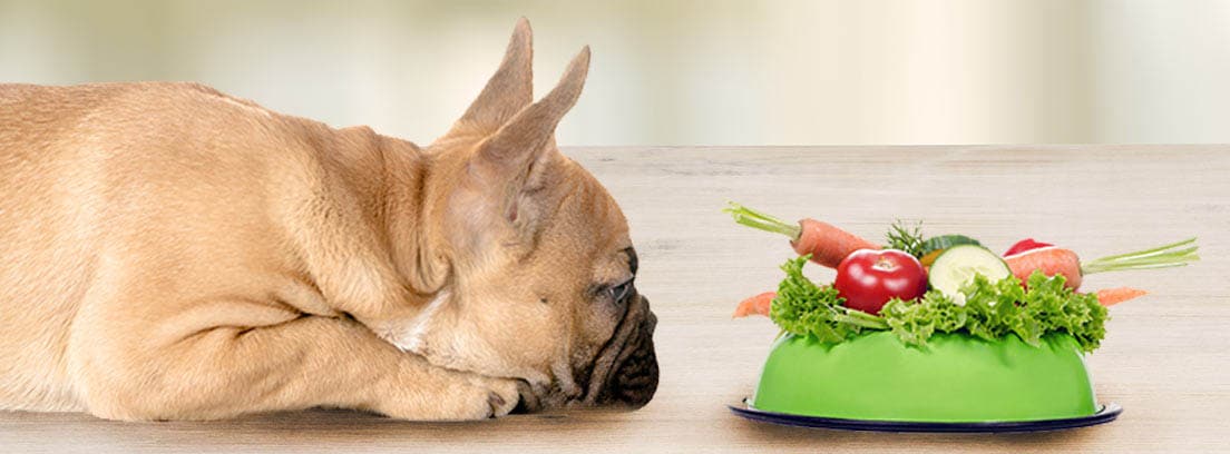 Perro de raza Bulldog francés tumbado junto a yn comedero relleno con verduras.