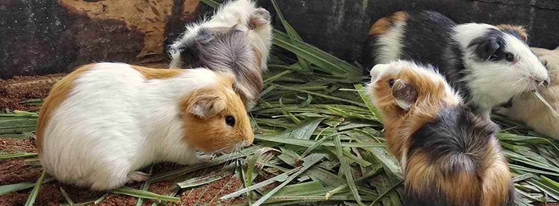 cuatro roedores comiendo hierba del suelo.