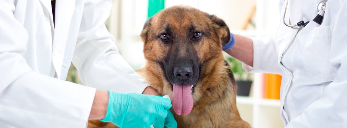 Perro siendo examinado por dos veterinarios