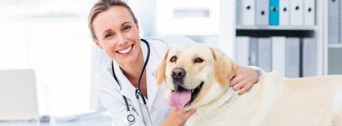 Veterinaria sonríe mientras acaricia a un perro de raza Golden Retriever