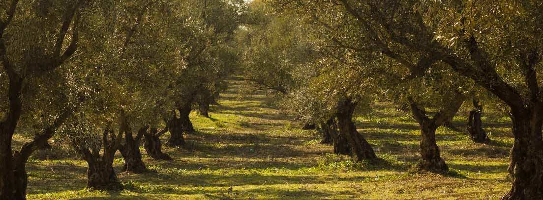 Plantación de olivos