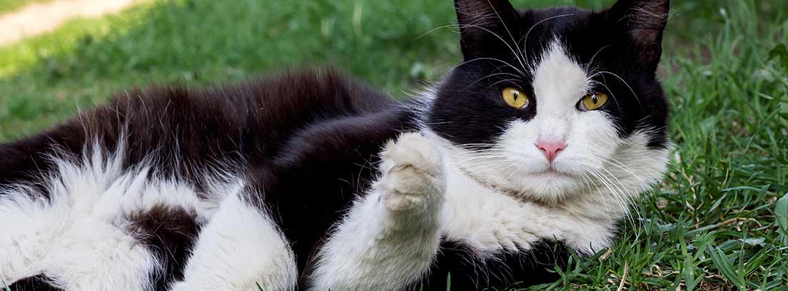 Gato blanco y negro tumbado sobre el césped
