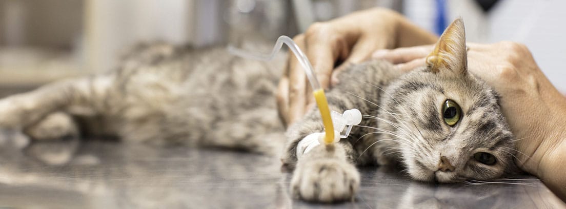 Gato atigrado sobre la mesa del veterinario con una medicación intravenosa.