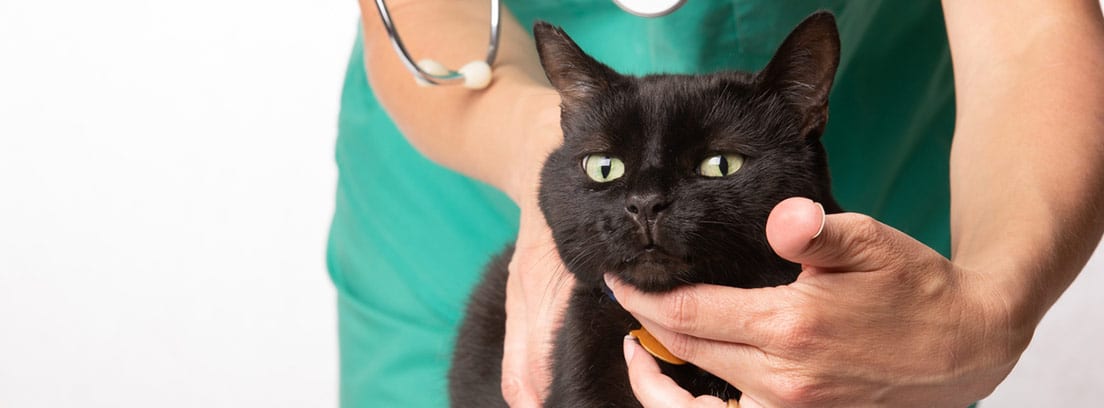Gato de color negro que está siendo revisado por un veterinario