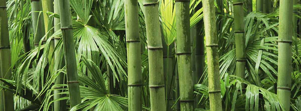 bambú verde natural