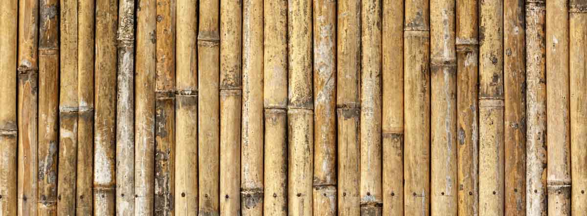 Bambú seco con forma de biombo 