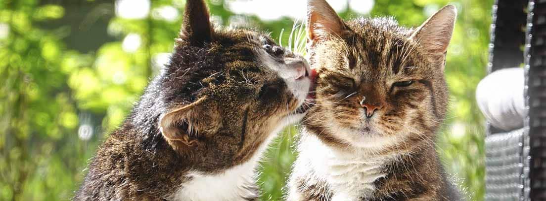 Dos gatos atigrados juntos mientras uno lame al otro la cara.