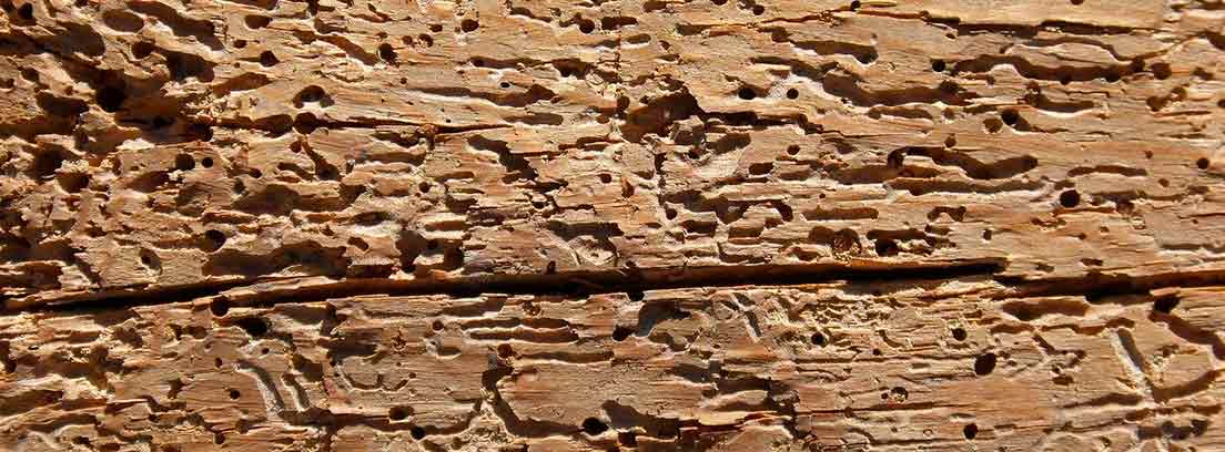 Superficie de madera afectada por carcoma