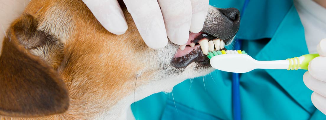 Veterinario lavando los dientes a un perro 