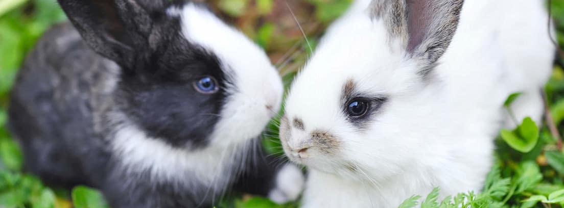 dos conejos bebés