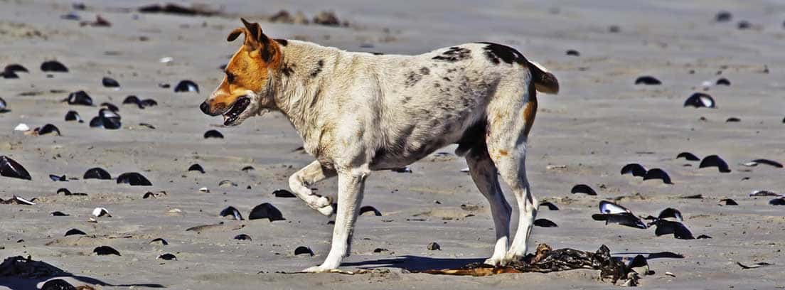 Perro de raza pequeña cojeando en la playa.