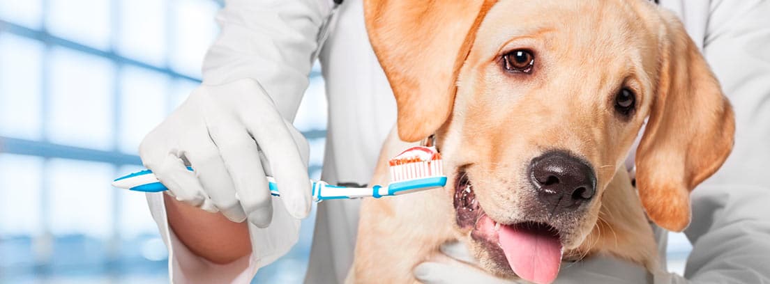 Perro de raza Labrador junto a un veterinario que tiene un cepillo de dientes con pasta en la mano.