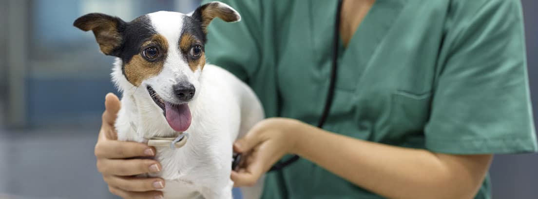 Perro de raza Jack Russel en la consulta del veterinario