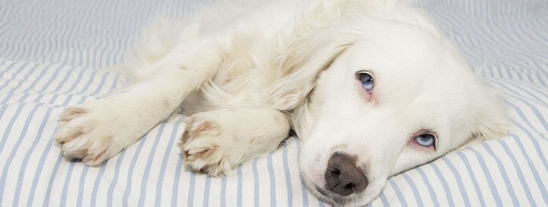 ¿Cuáles son las causas más frecuentes de vómitos en perros?