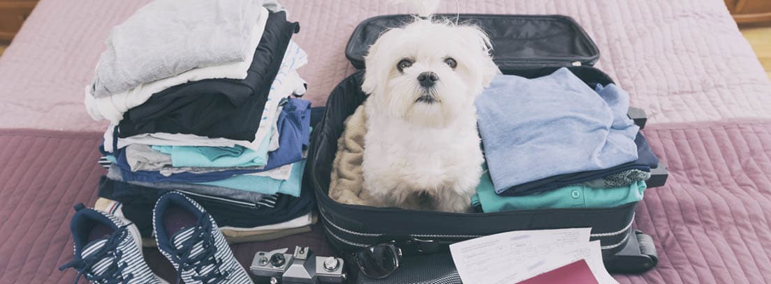 Perro de raza maltés en el interior de una maleta