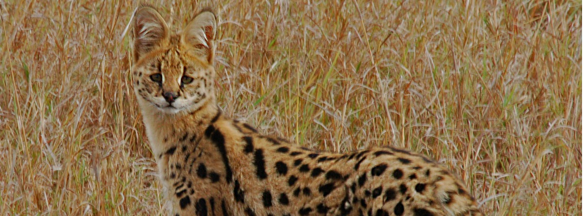 Serval africano
