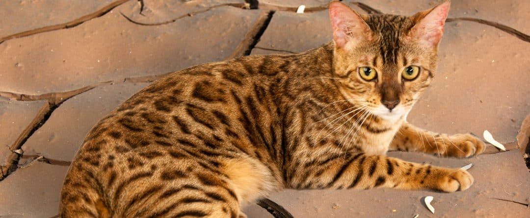El gato Savannah con aspecto de leopardo