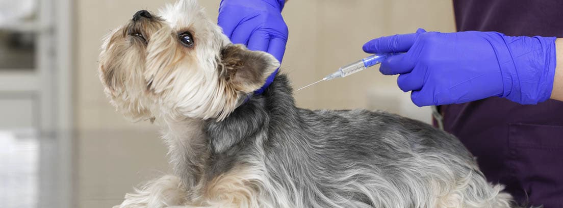Perro de raza Yorkshire mientras le están vacunado